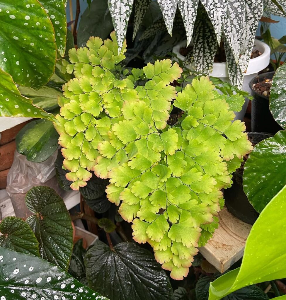 Adiantum latifolium