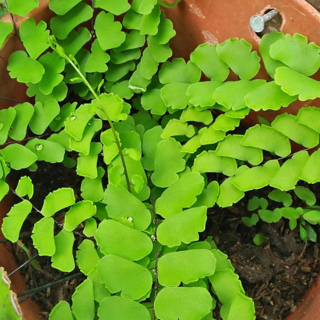 Adiantum lunulatum