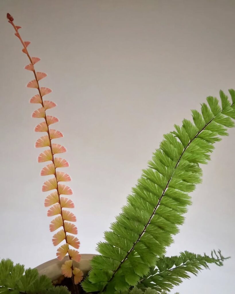 Adiantum malesianum