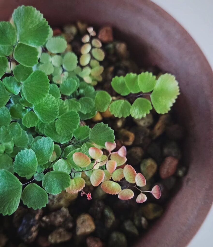 Adiantum monochlamys