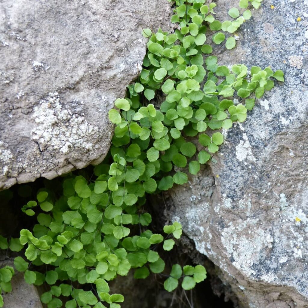 Adiantum pearcei