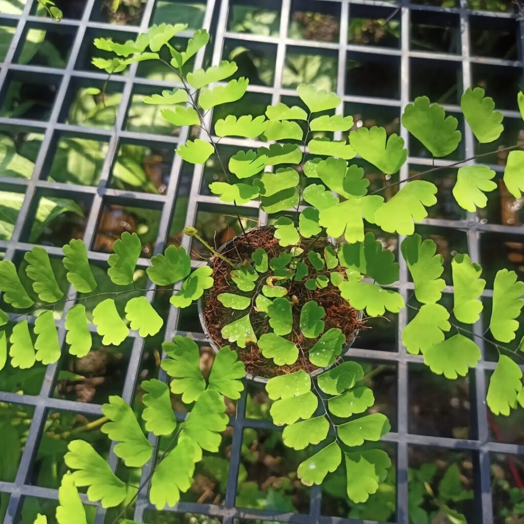 Adiantum philippense