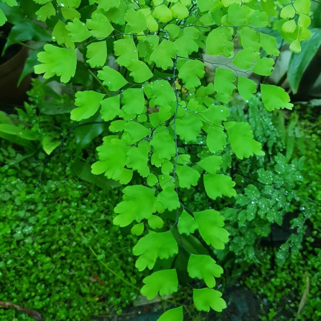 Adiantum poiretii