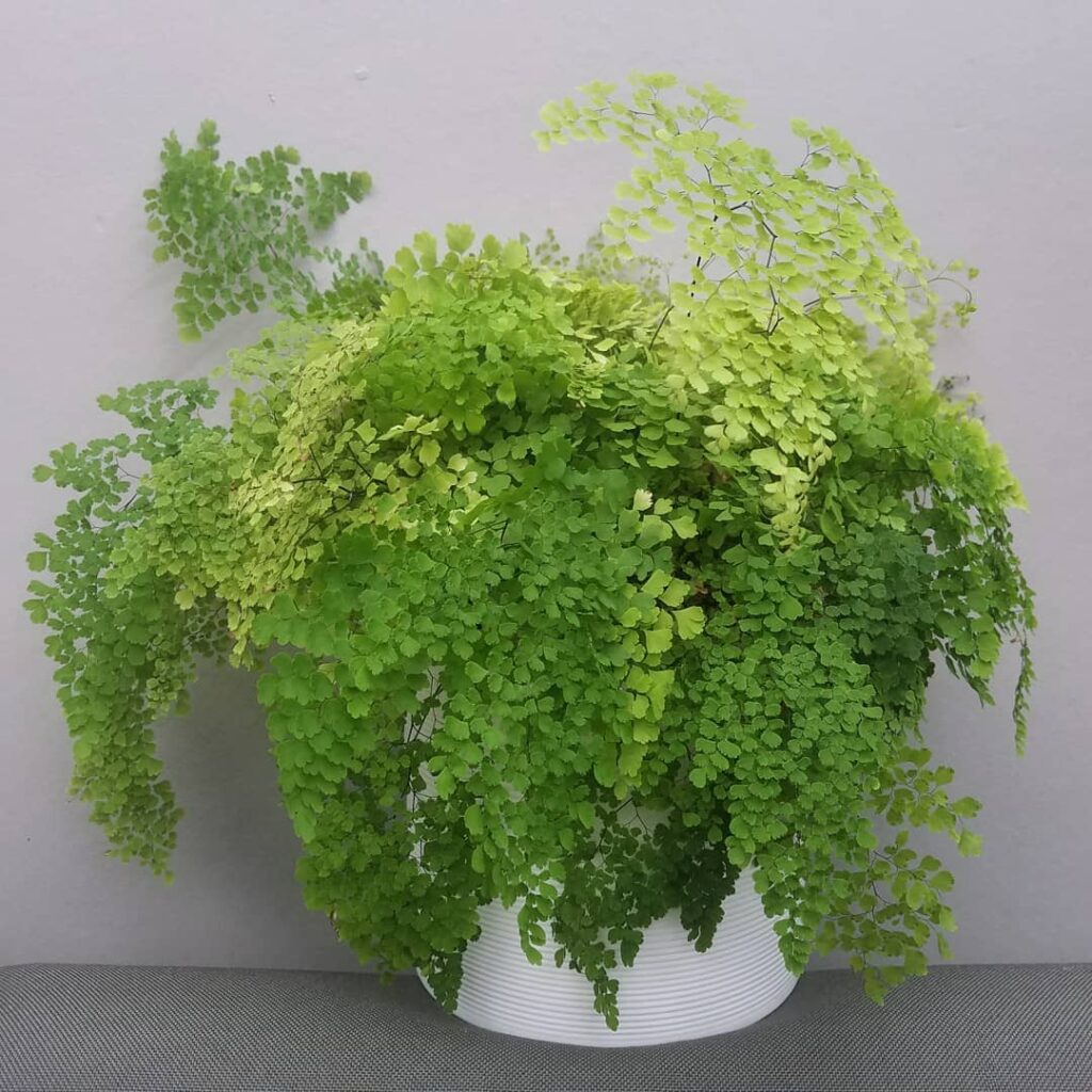 Adiantum raddianum