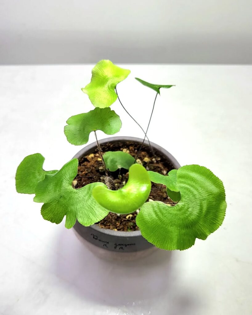 Adiantum reniforme