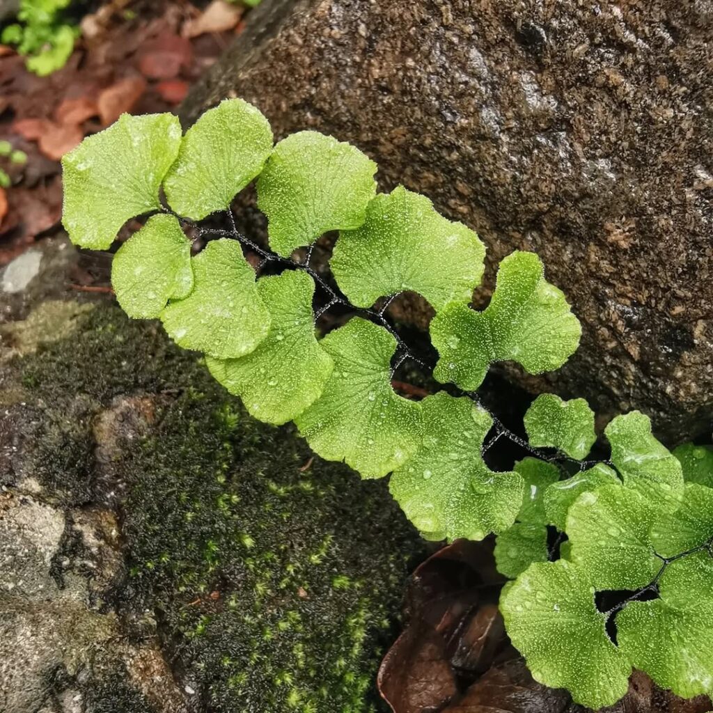 Adiantum scabrum
