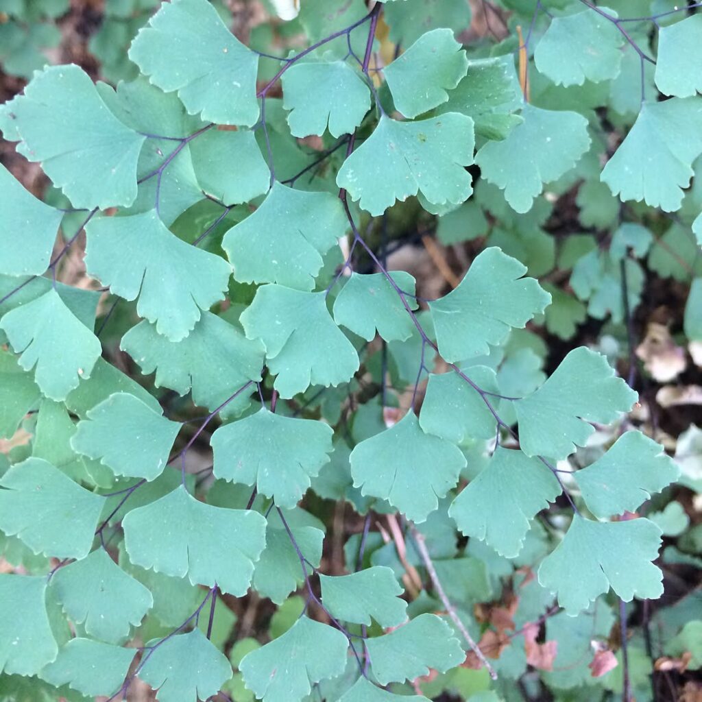 Adiantum shastense