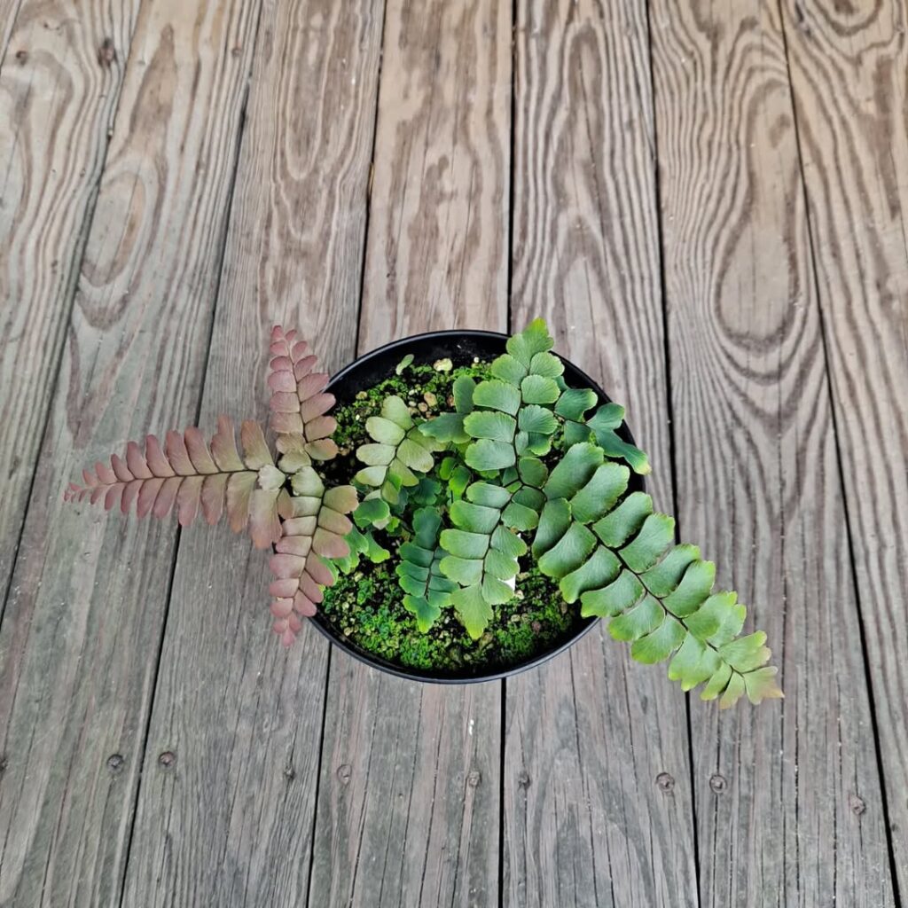 Adiantum silvaticum