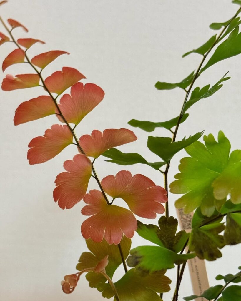 Adiantum soboliferum
