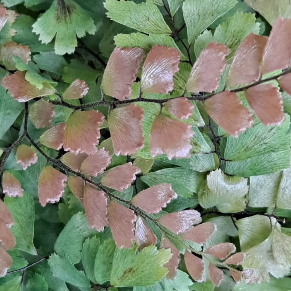 Adiantum tetraphyllum
