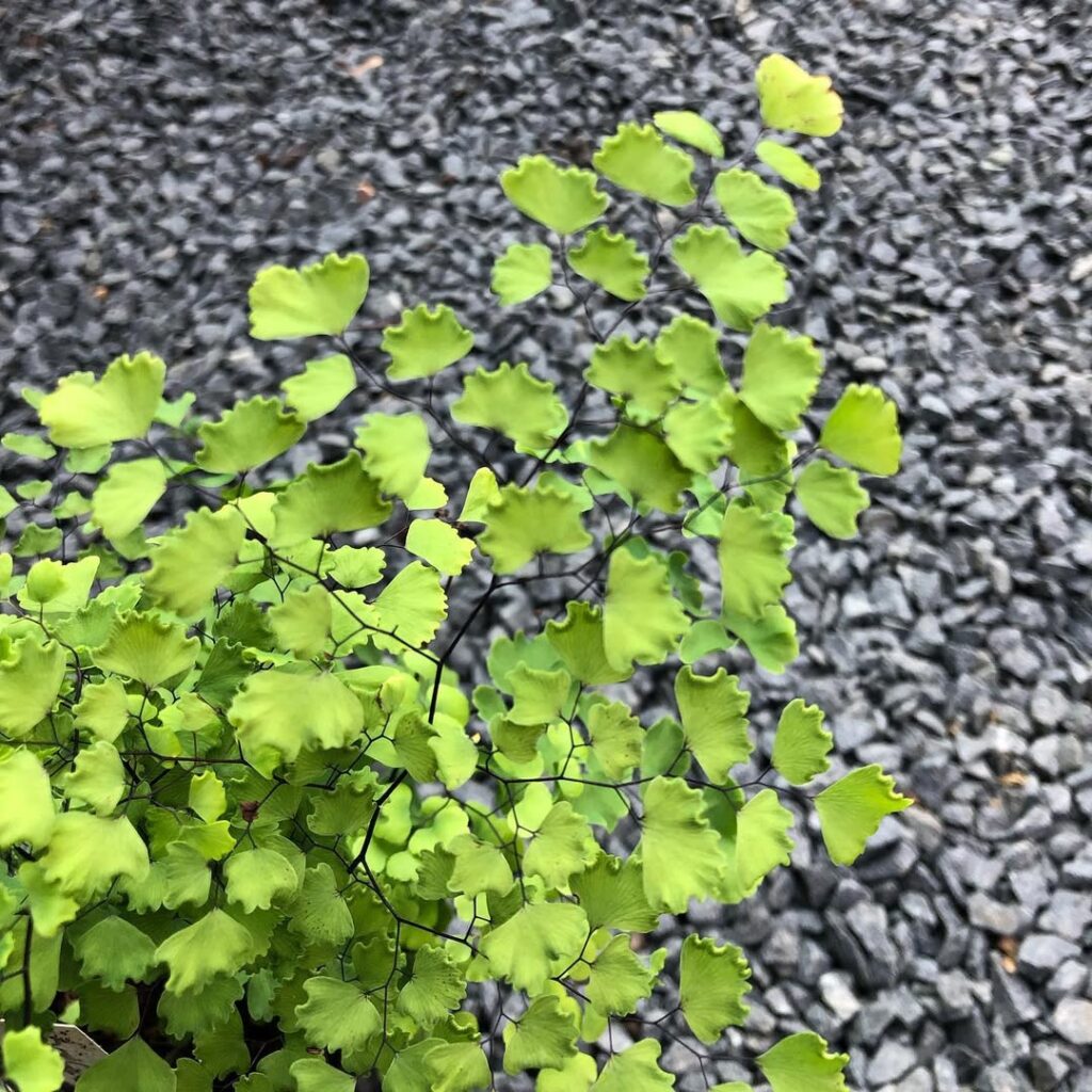 Adiantum thalictroides