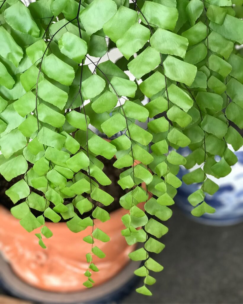 Adiantum trapeziforme