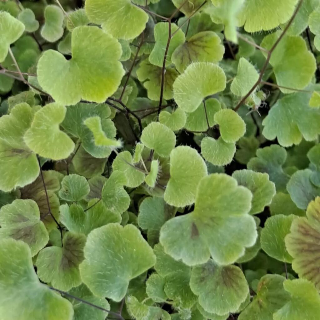 Adiantum tricholepis