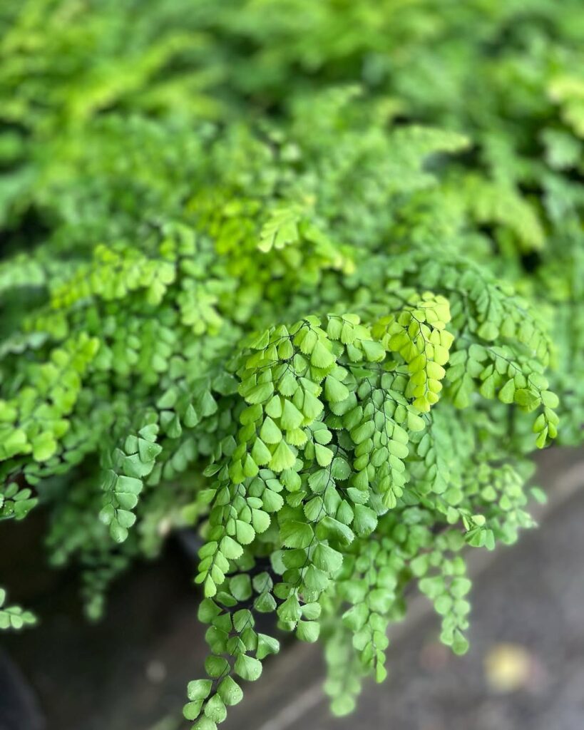 Adiantum venustum