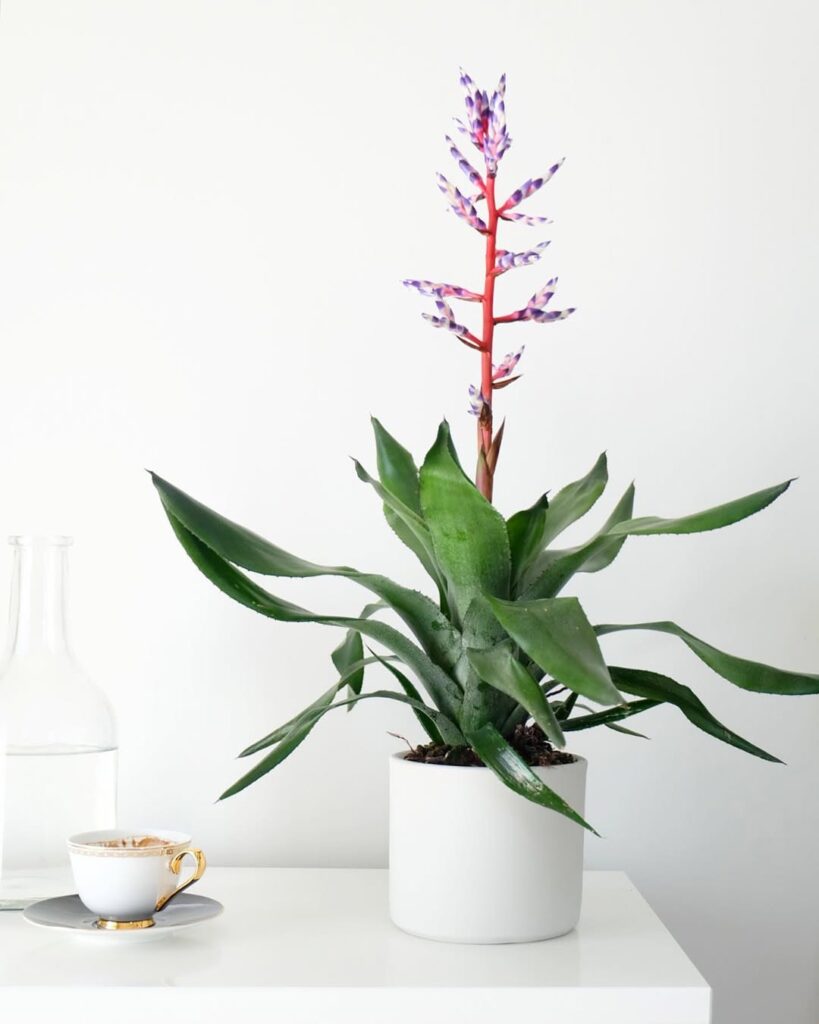 Aechmea Blue Rain
