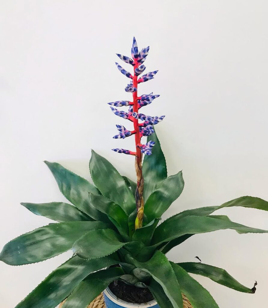 Aechmea Blue Tango