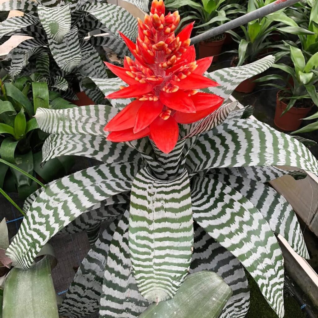 Aechmea Chantinii