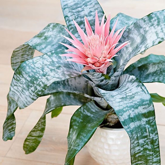Aechmea Fasciata