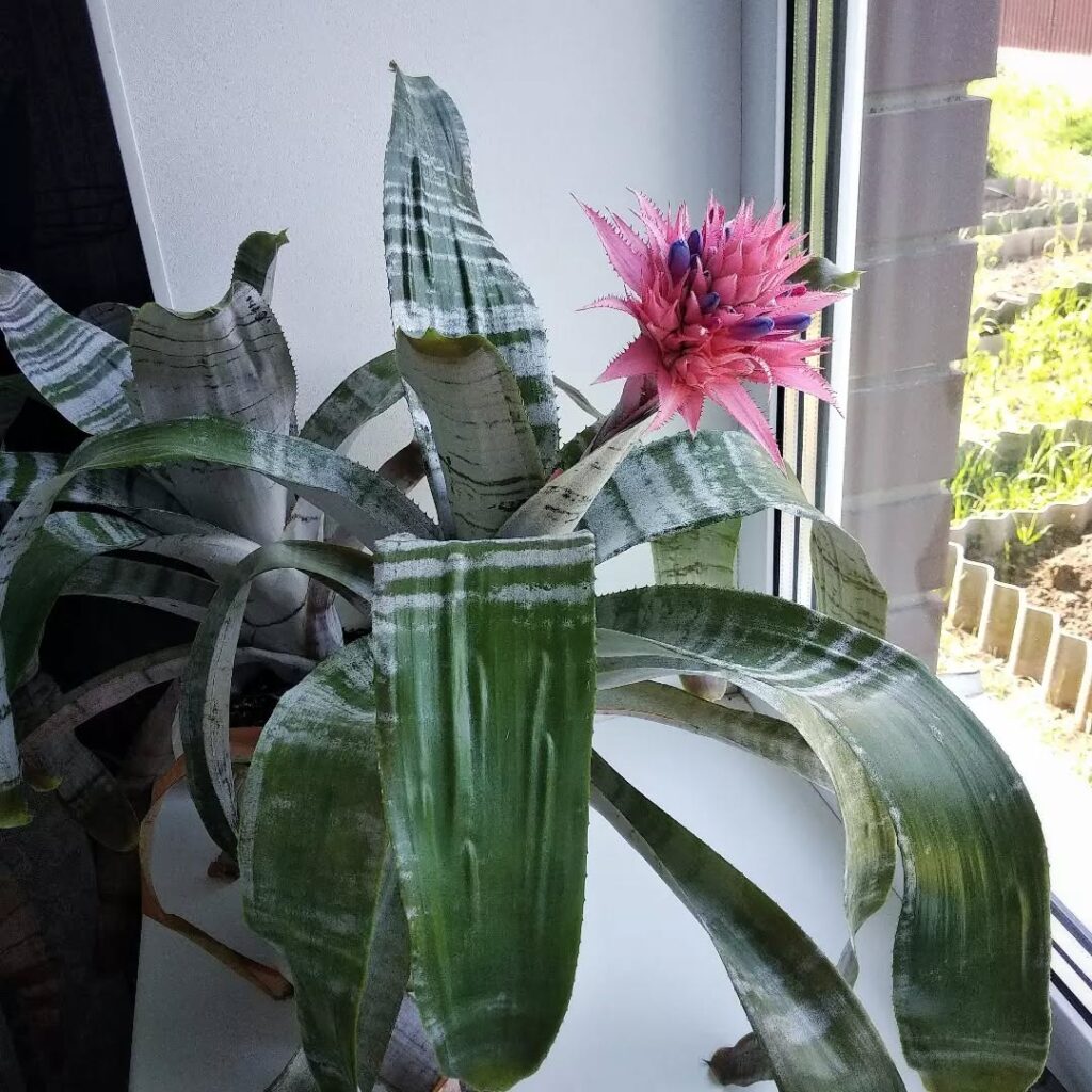 Aechmea Primera