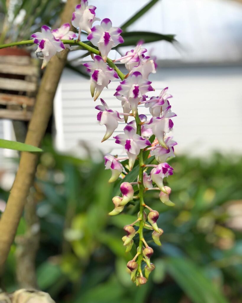 Aerides lawrenceae
