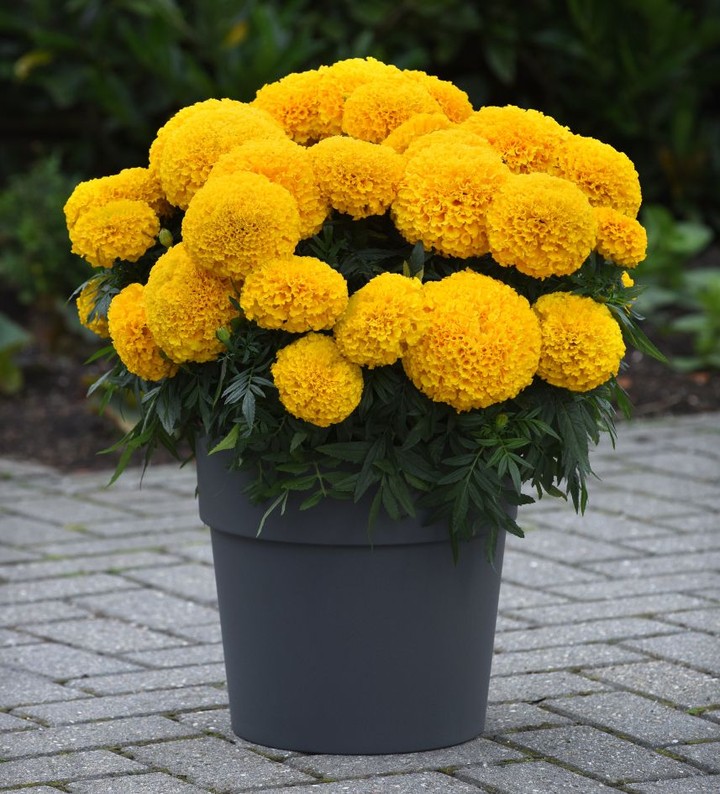 African Marigolds