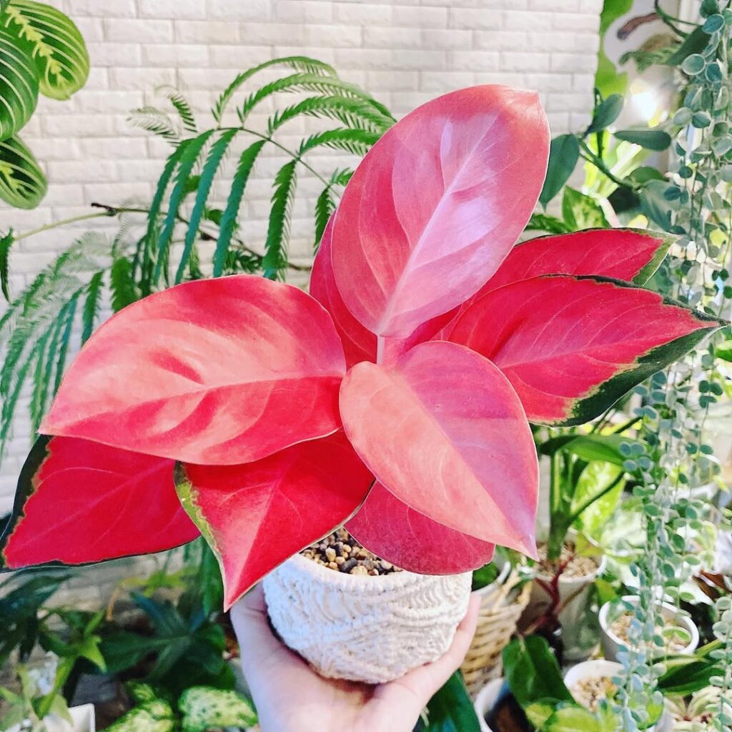 Aglaonema China Red