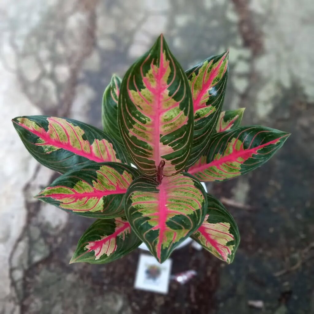 Aglaonema Crown of Siam