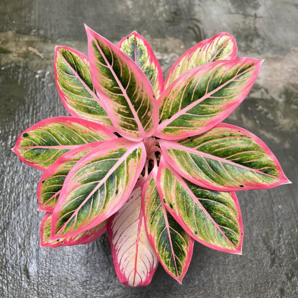 Aglaonema Lotus Delight