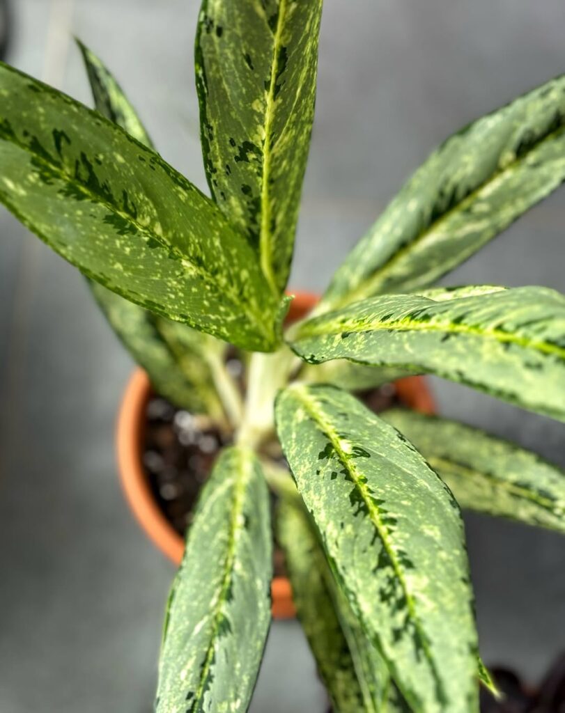 Aglaonema Matcha Lemon