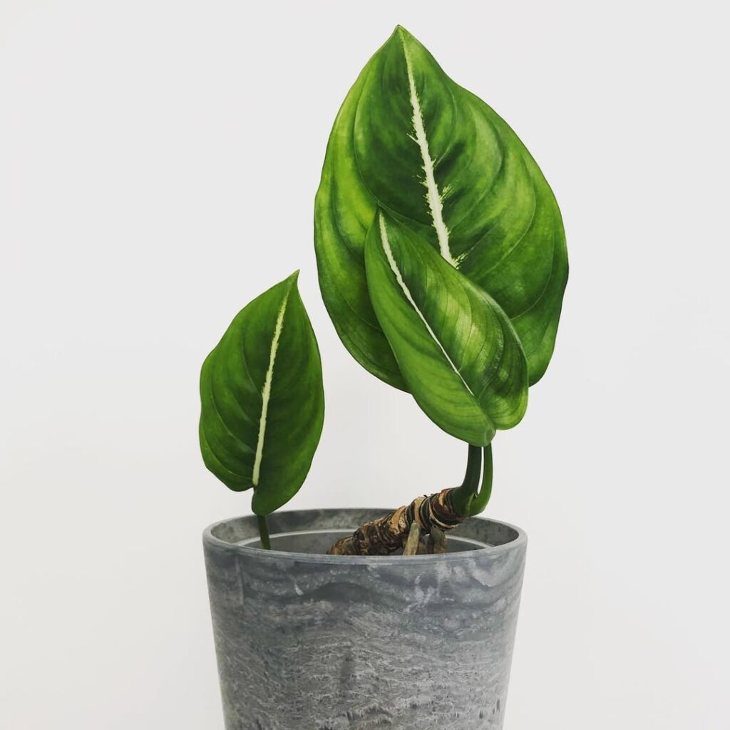 Aglaonema brevispathum