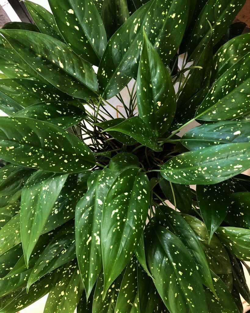 Aglaonema brevispathum Hospitum