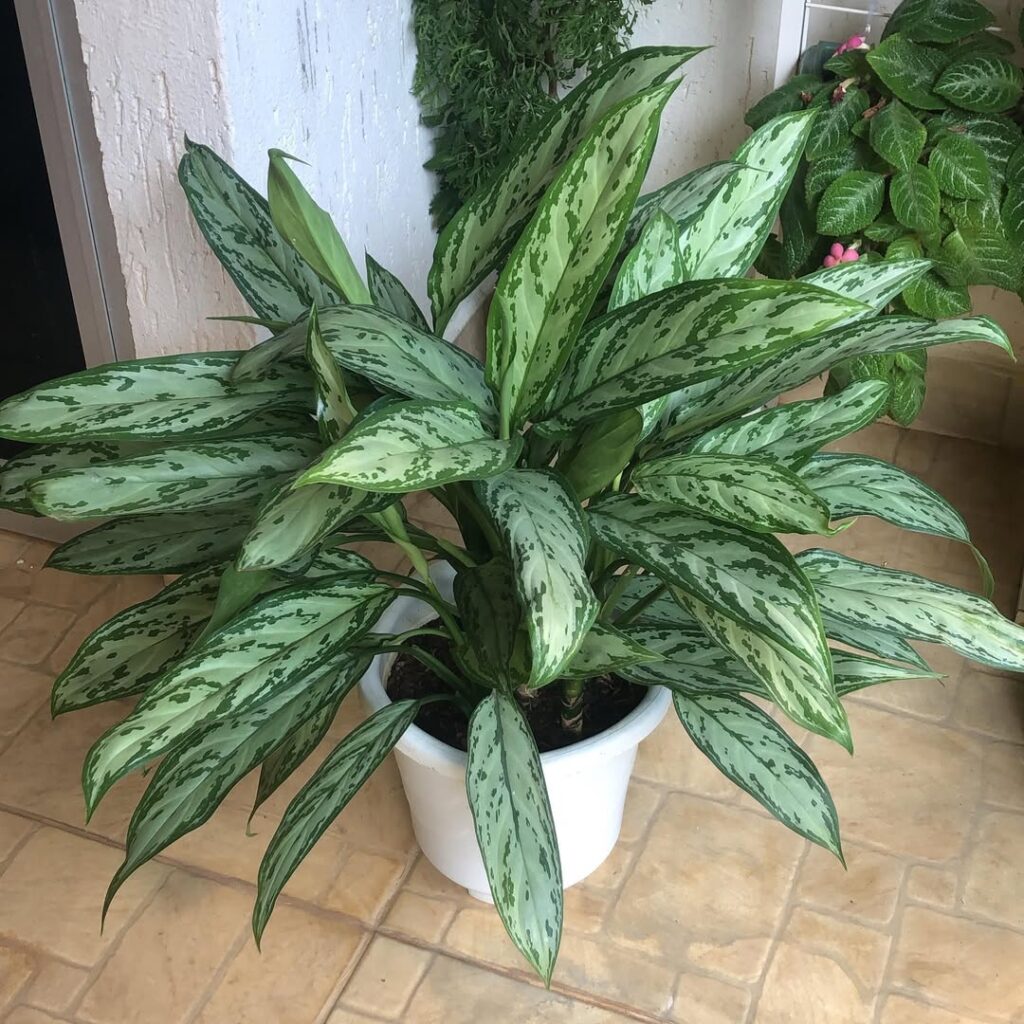 Aglaonema commutatum