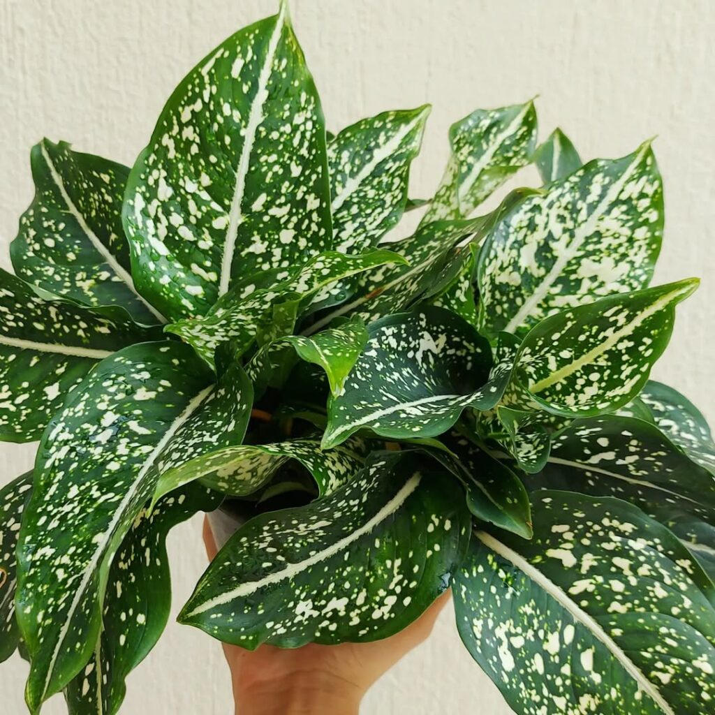 Aglaonema costatum 1