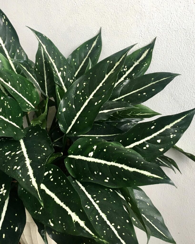 Aglaonema costatum