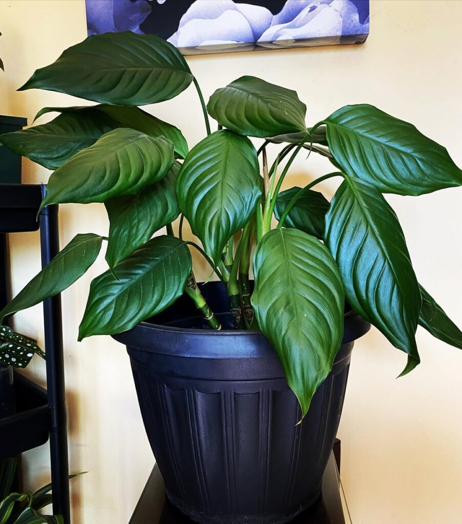 Aglaonema modestum