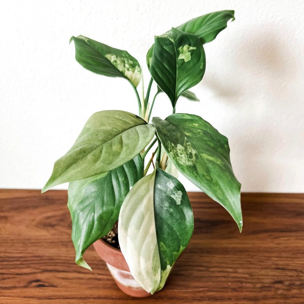 Aglaonema modestum Spilt Milk