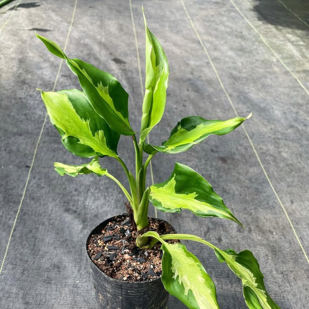 Aglaonema modestum mediopictum