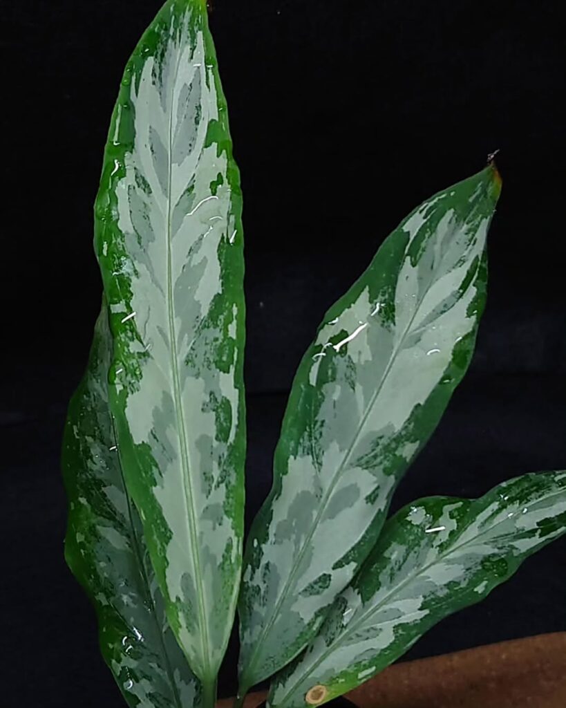 Aglaonema nebulosum