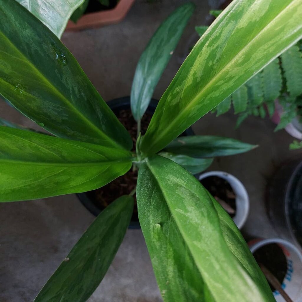 Aglaonema philippinense