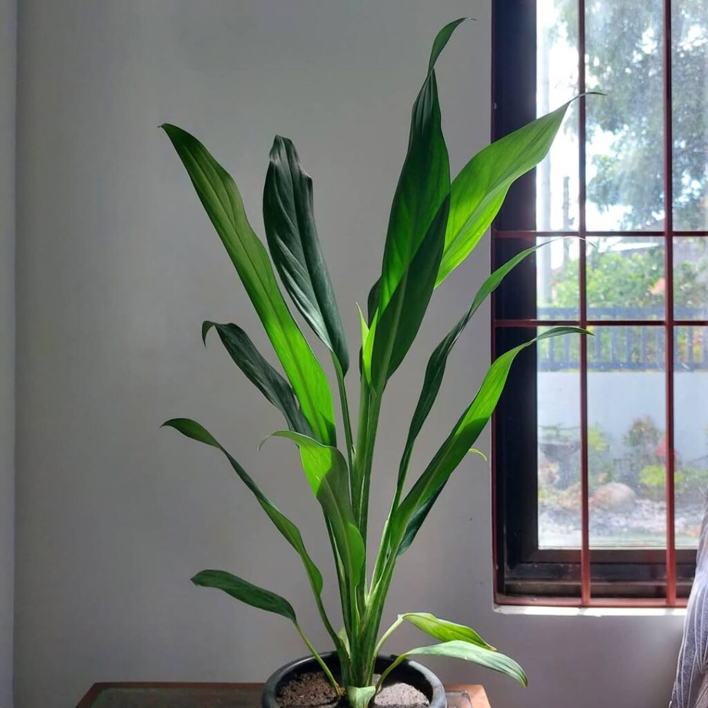 Aglaonema philippinense Stenophyllum