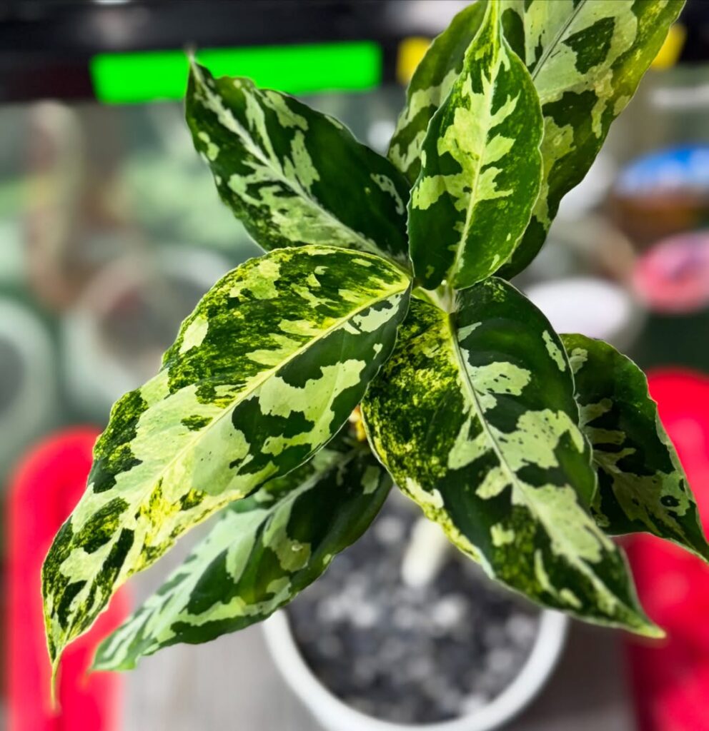 Aglaonema pictum