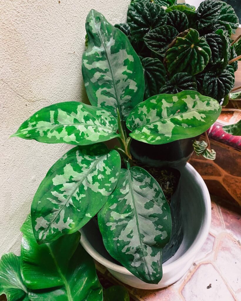 Aglaonema pictum Bicolor