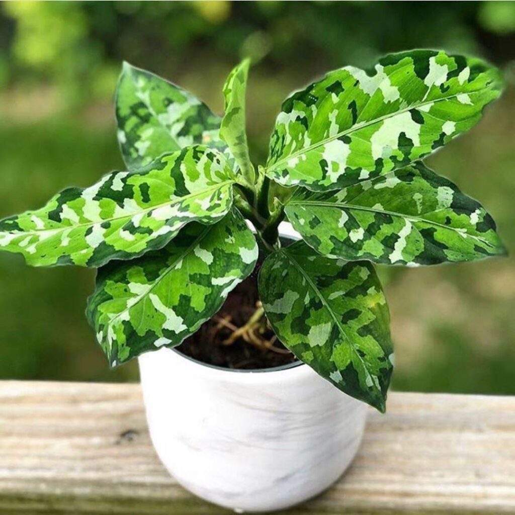 Aglaonema pictum Tricolor
