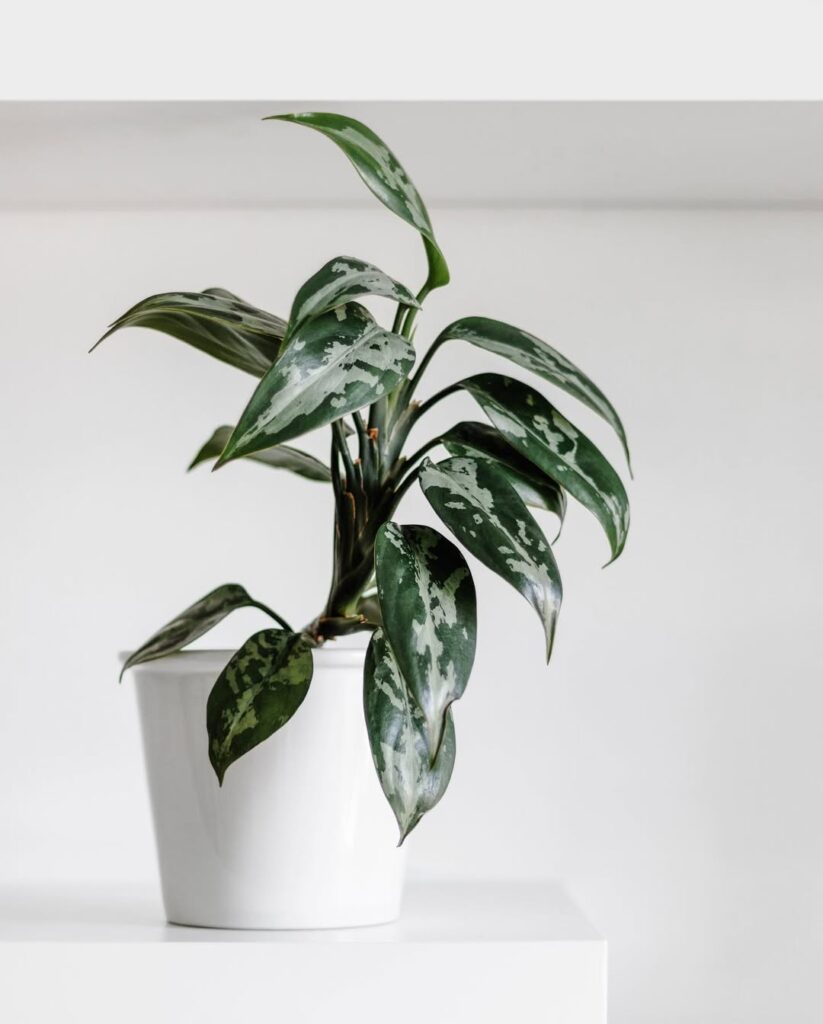 Aglaonema pumilum