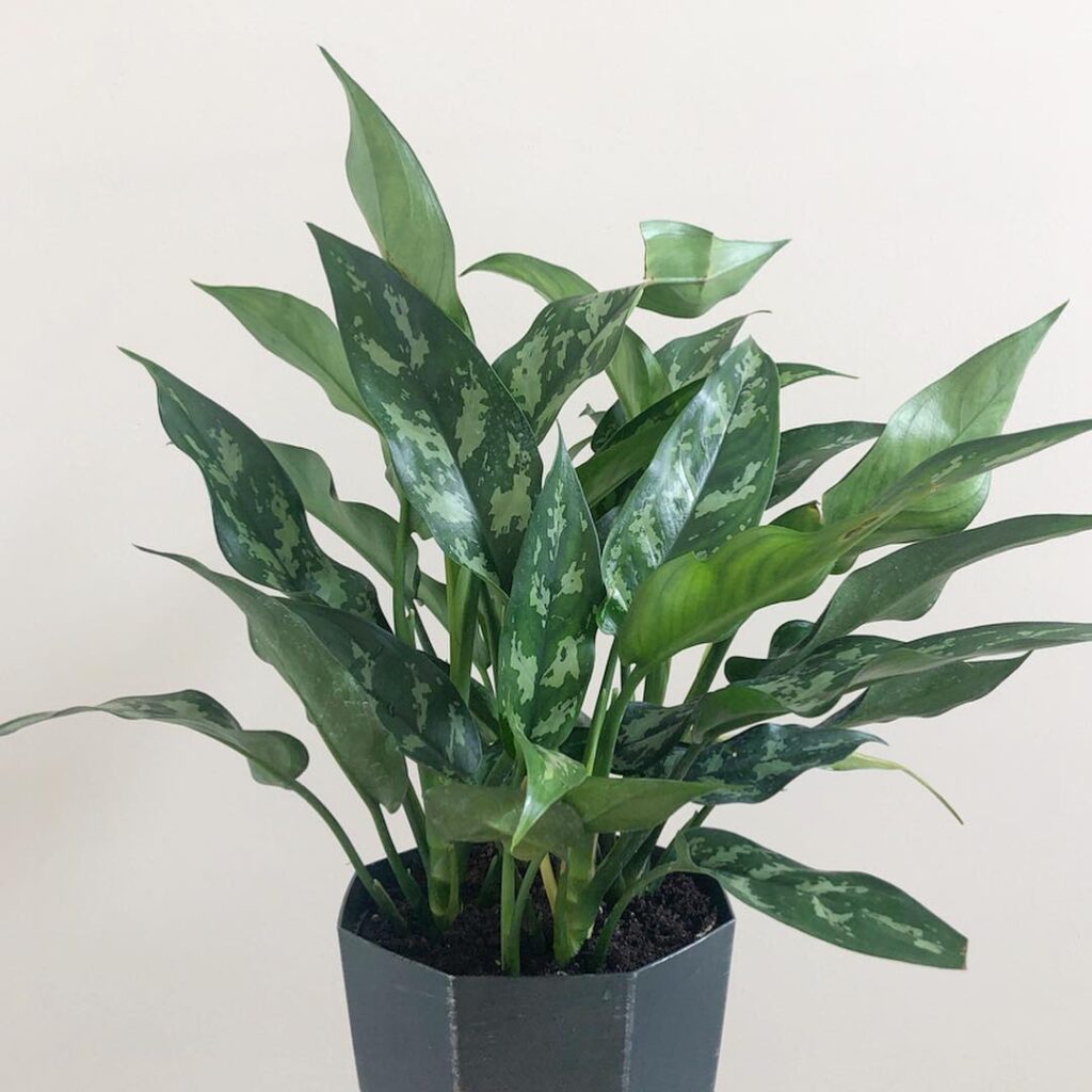 Aglaonema roebelinii