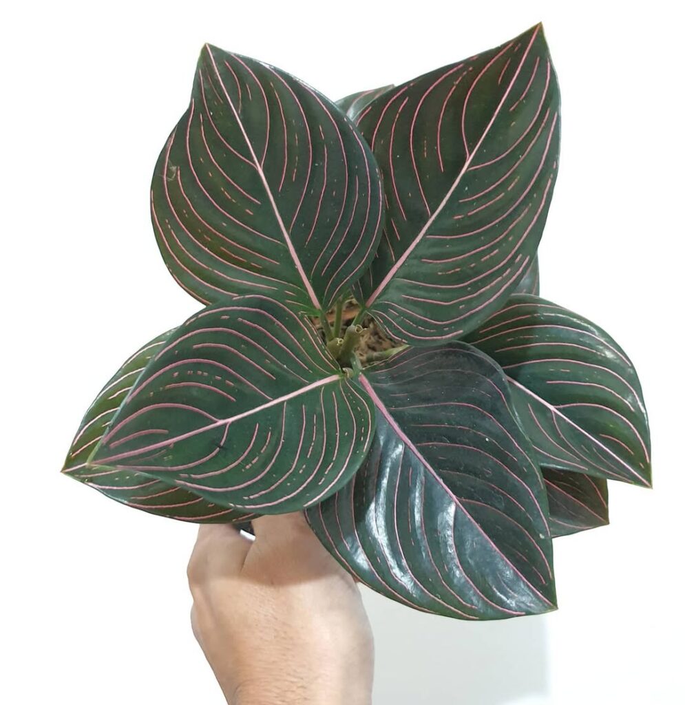 Aglaonema rotundum