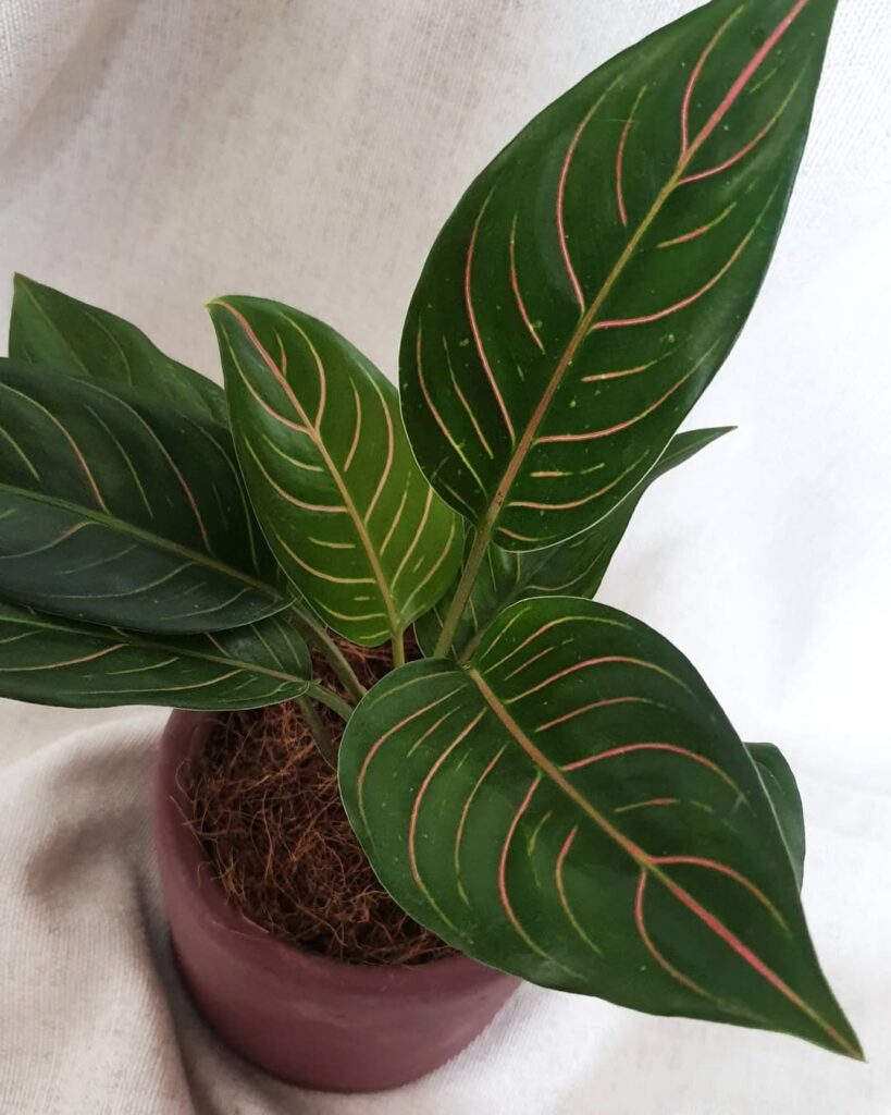 Aglaonema rotundum Tiger