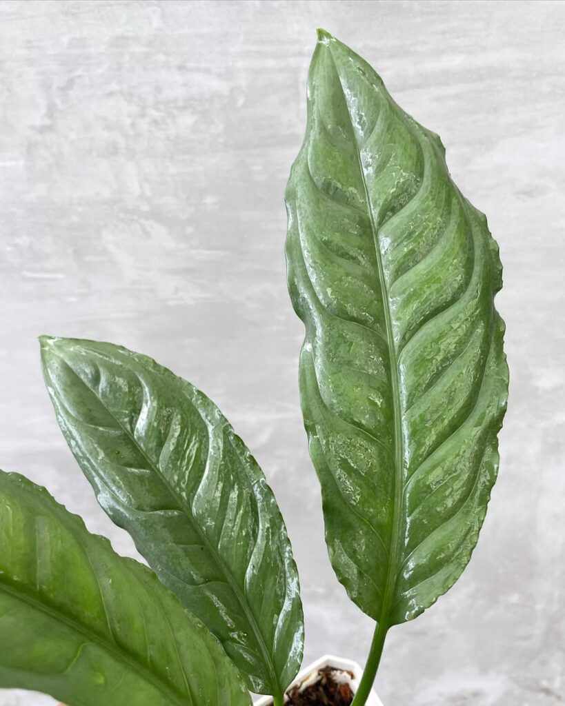 Aglaonema simplex