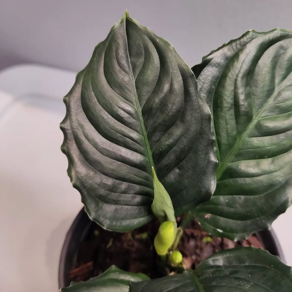 Aglaonema simplex Metallica