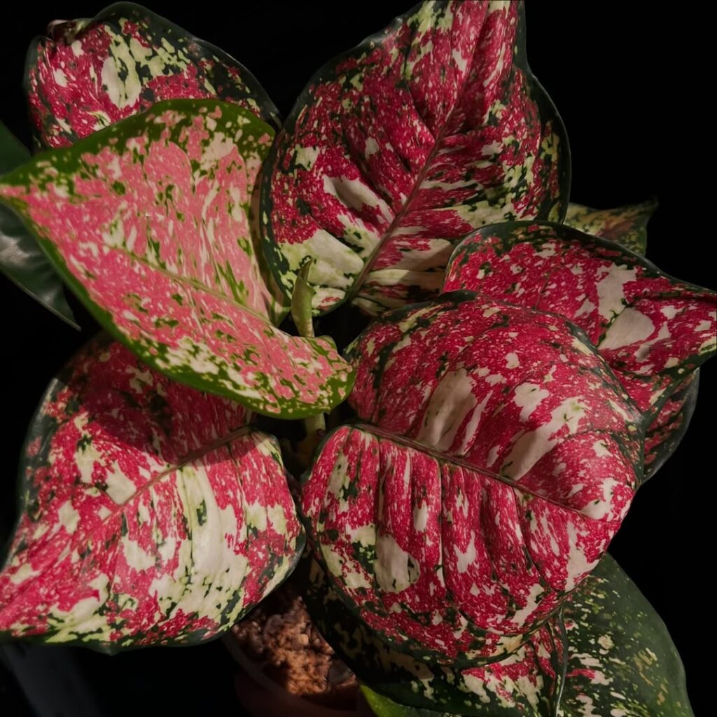 Aglaonema tricolor
